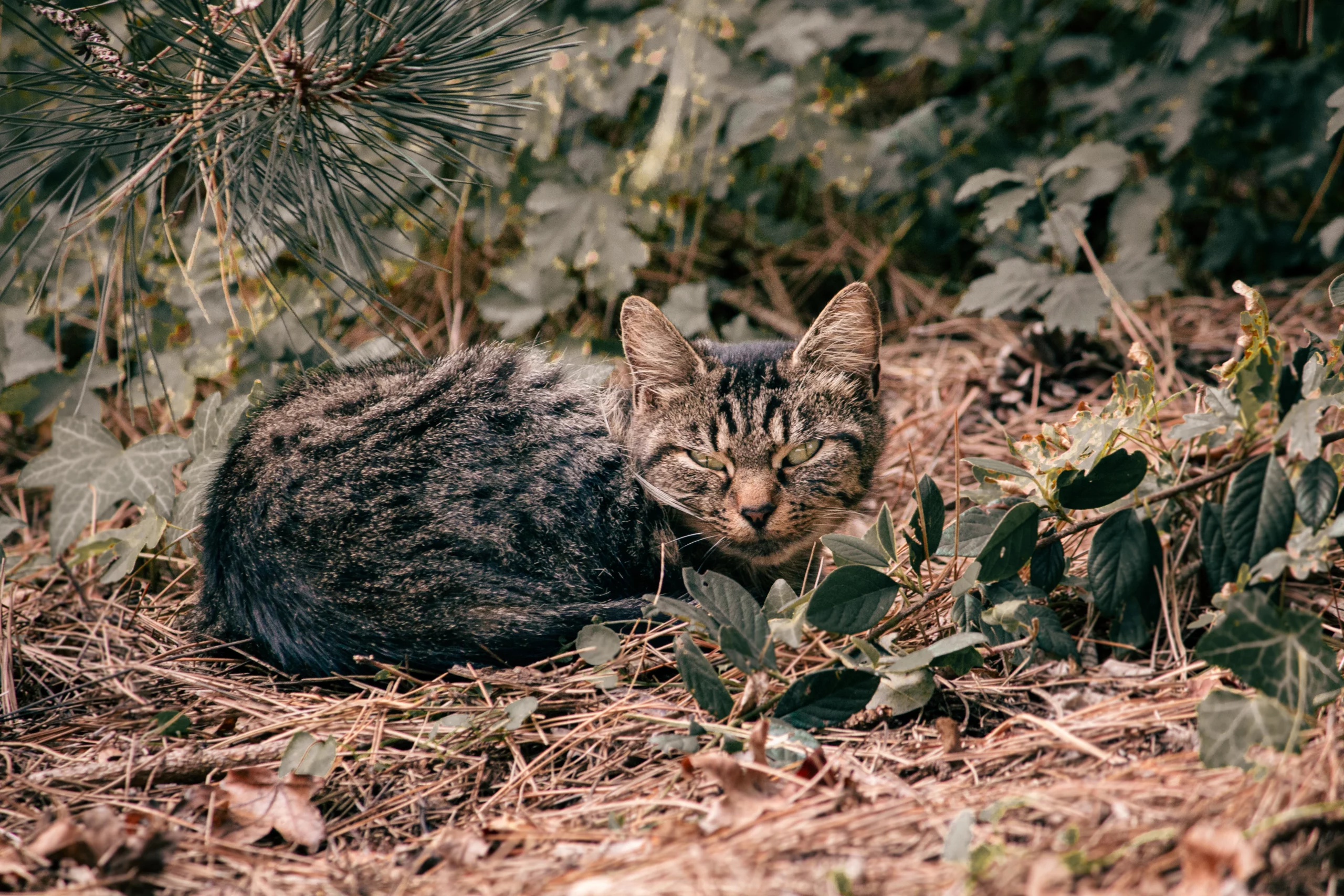 Chat tigré allongé dans les feuilles en sous-bois, photographie animalière en nature