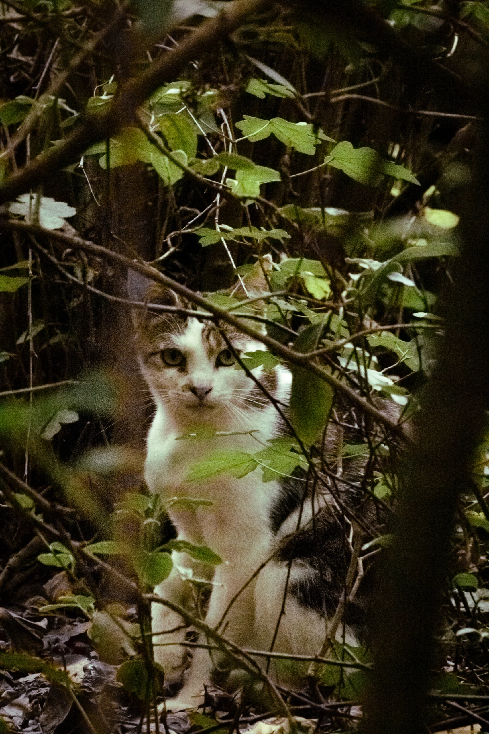 Chat blanc et tigré caché dans les buissons, photographie animalière en forêt