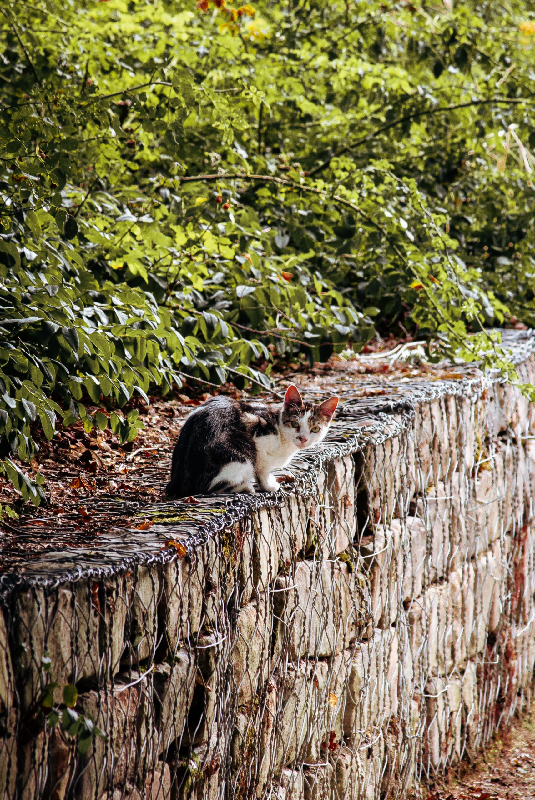 Chat noir et blanc assis sur un muret en pierre dans un jardin