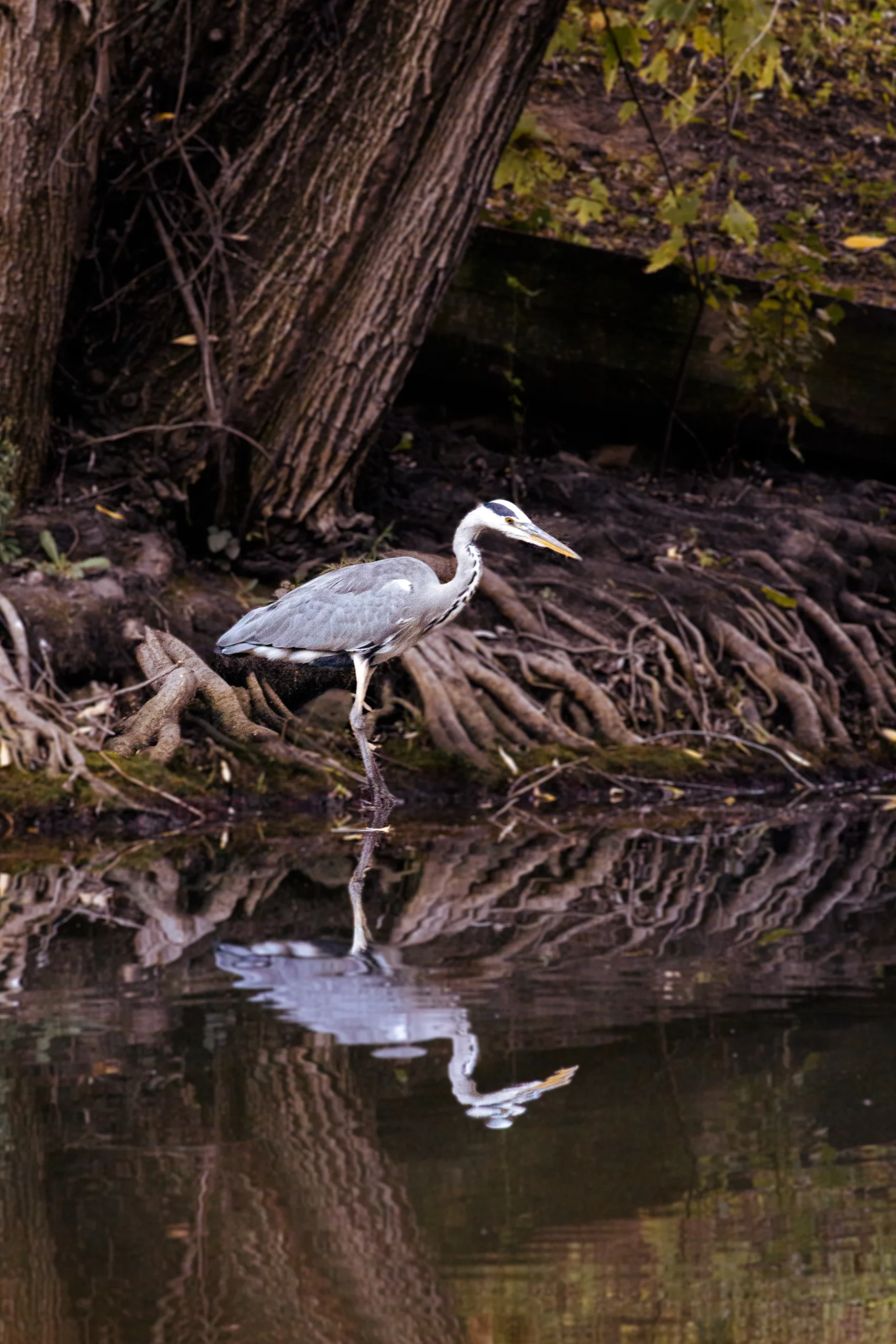 Héron gris debout au bord de la rivière avec son reflet dans l’eau près des racines d’arbres