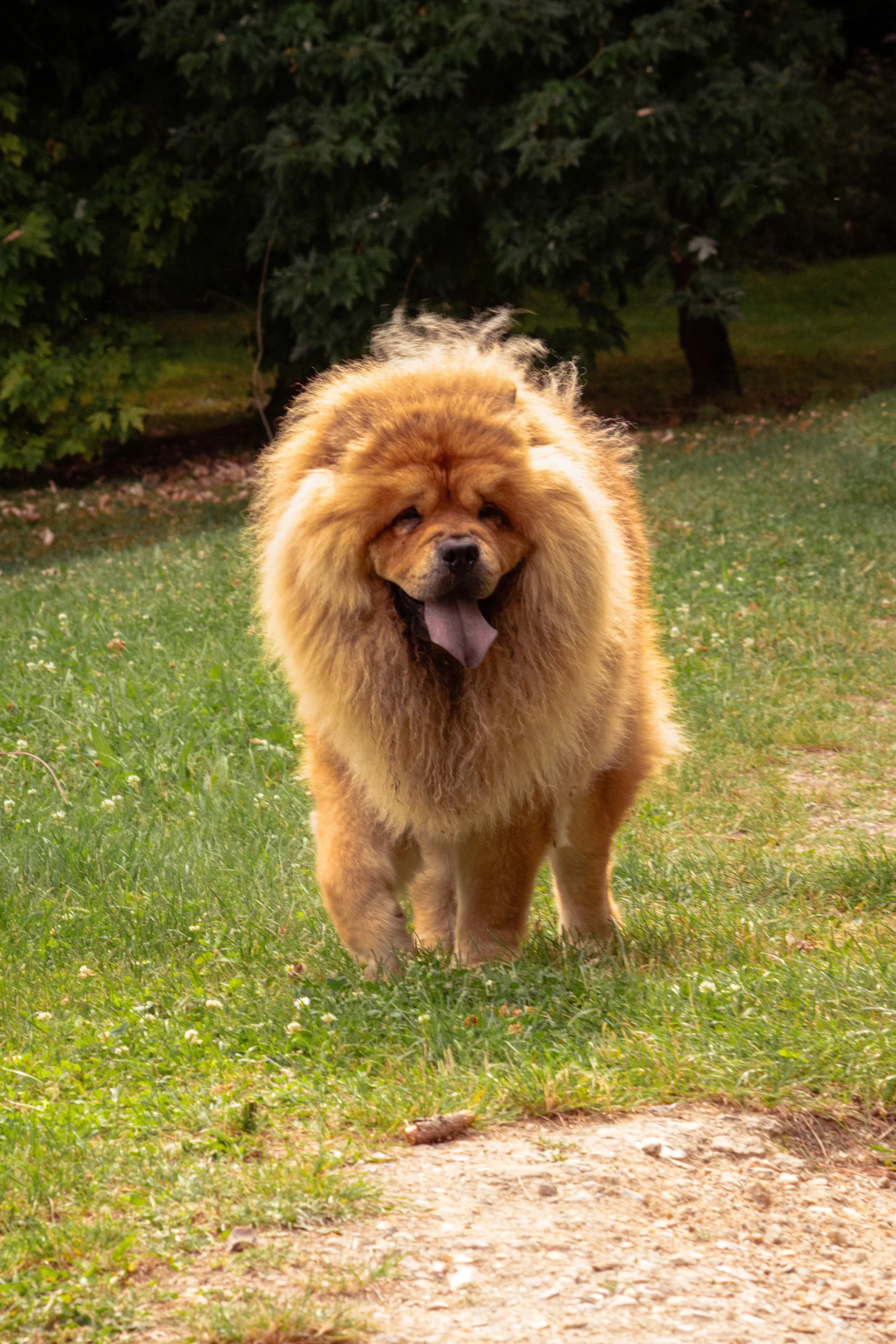 Chien chow-chow au pelage roux marchant sur l’herbe dans un parc en été
