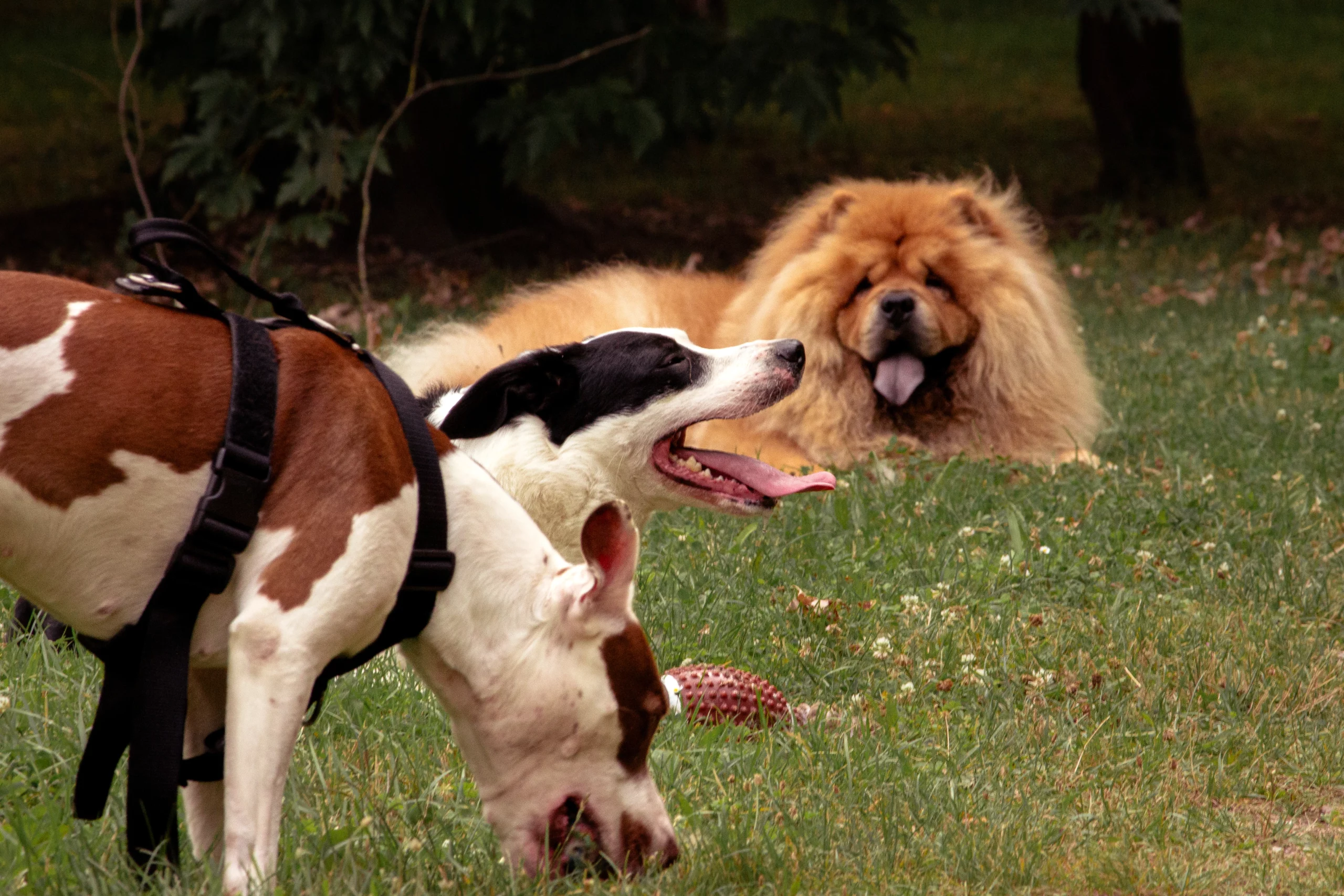 Deux chiens jouent sur l’herbe dans un parc, avec un chow-chow roux allongé en arrière-plan