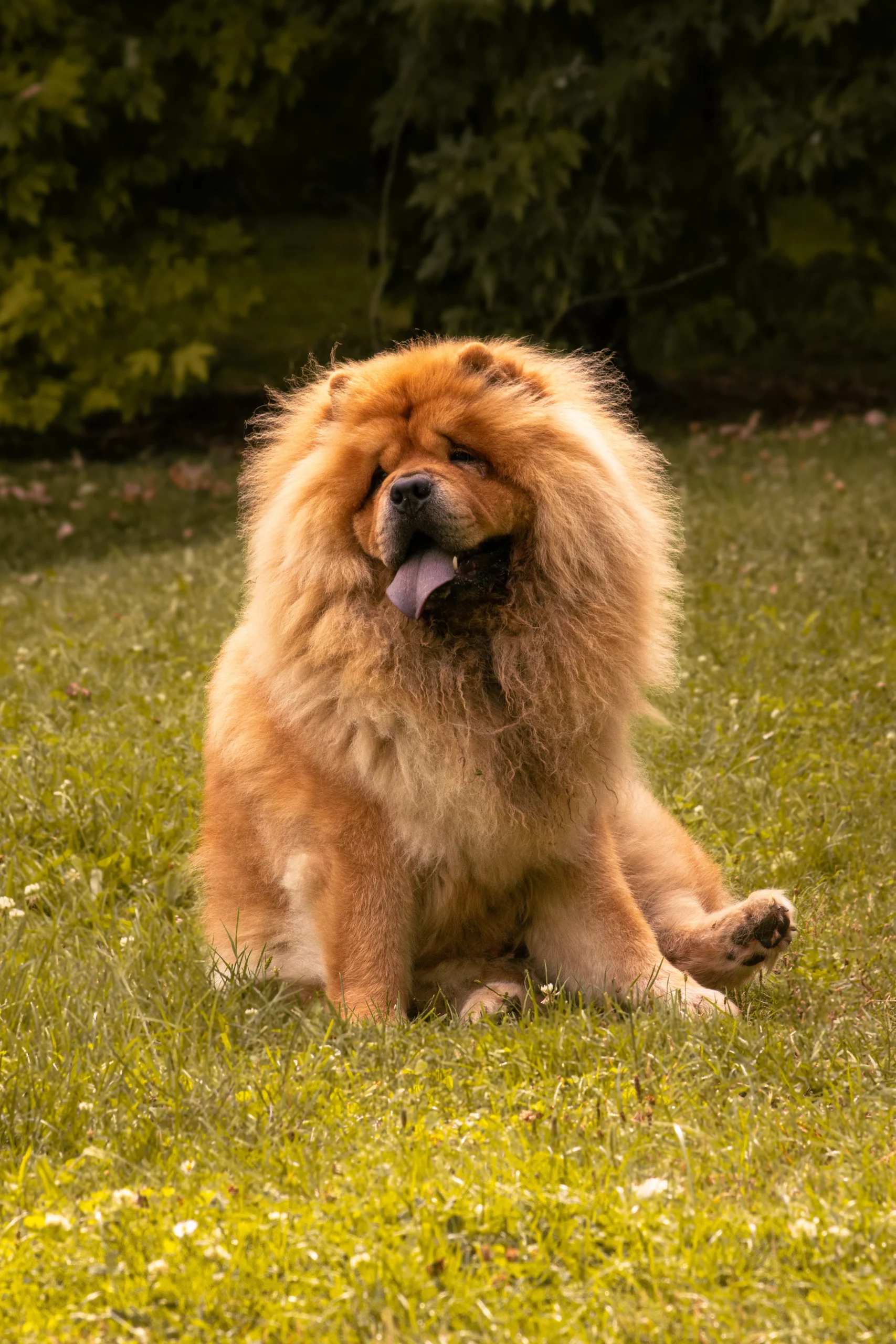 Chien chow-chow au pelage roux assis sur l’herbe verte d’un parc par une journée ensoleillée