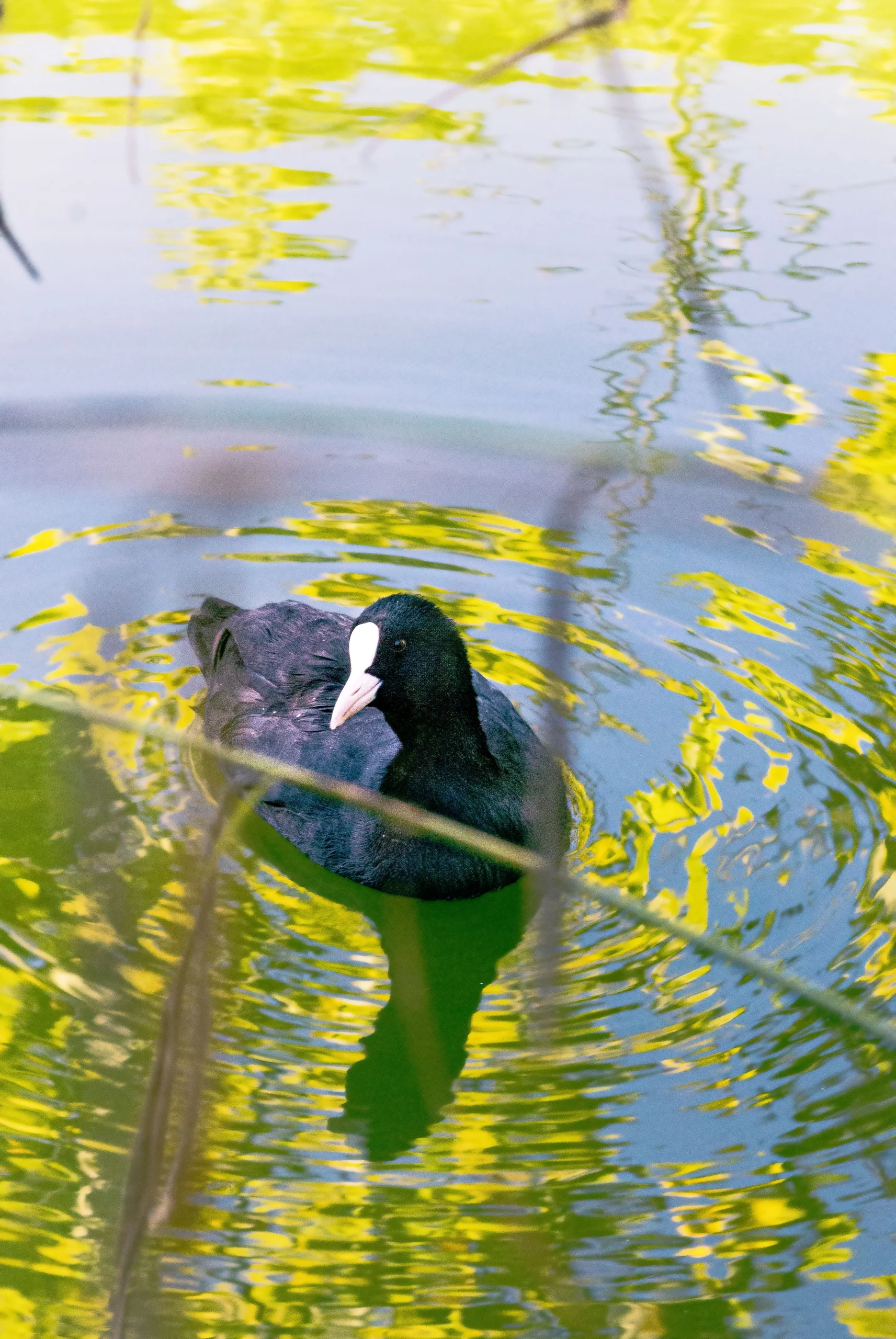 Poule d’eau noire avec bec blanc nageant sur un étang entouré de reflets verts et jaunes de la végétation