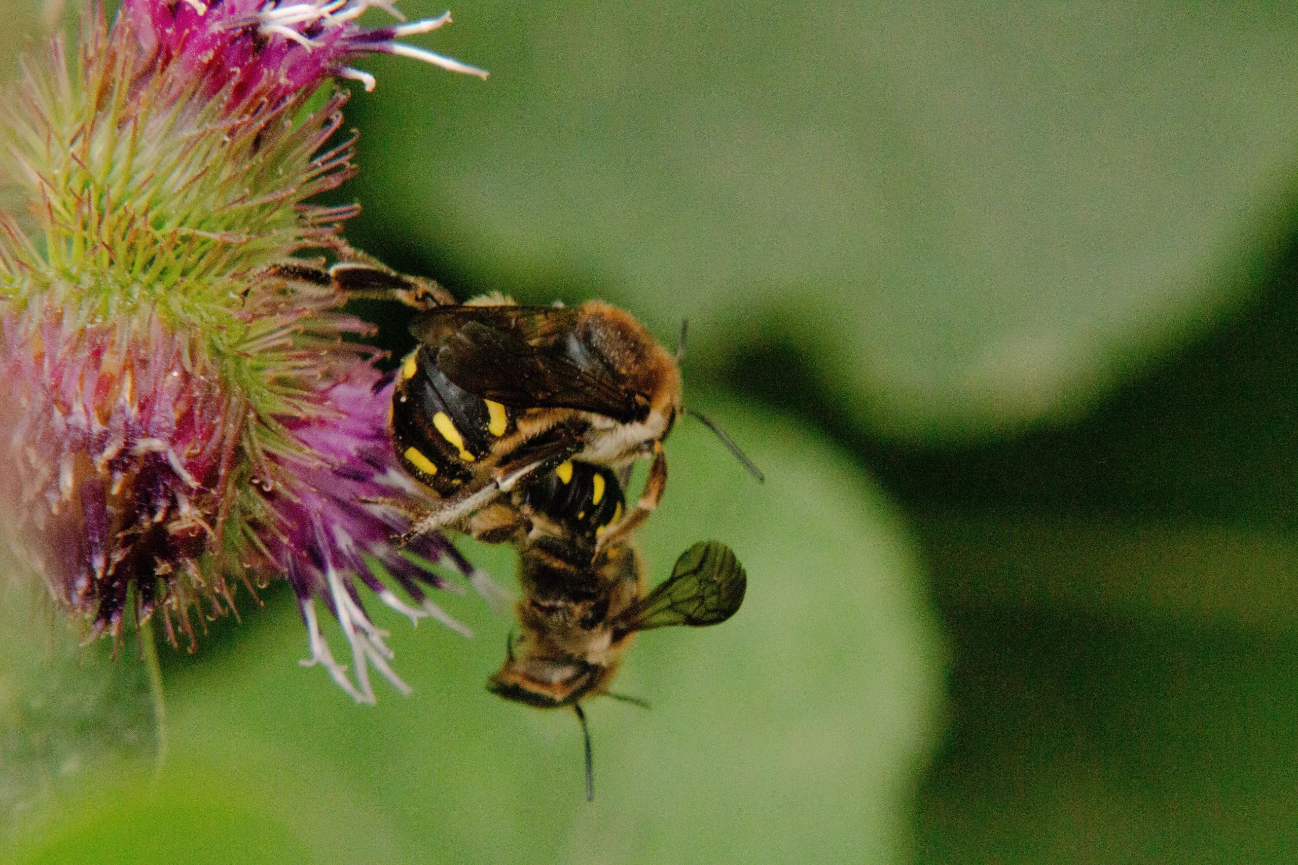 Photographie de deux abeilles en train de se reproduire sur une fleur violette.