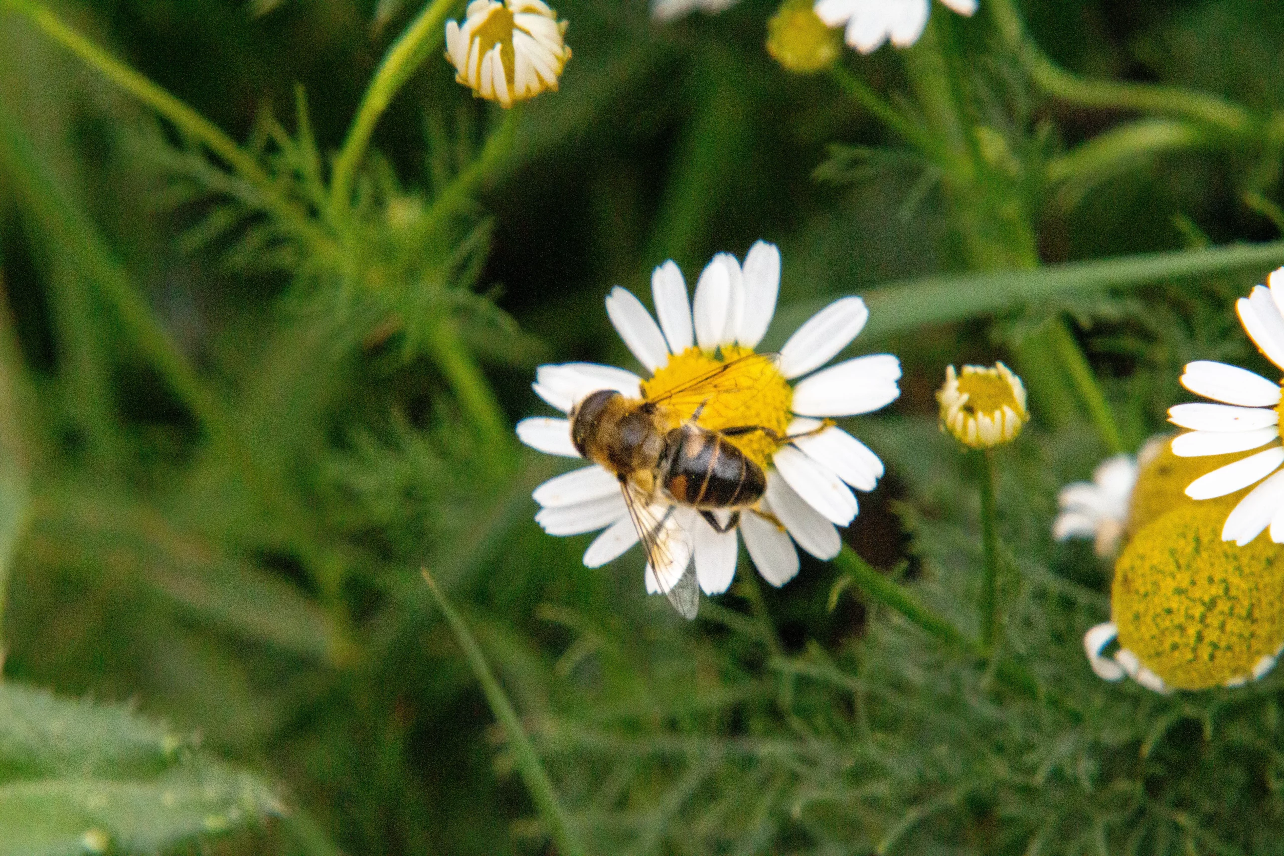 Photographie d'une abeille qui butine un perce-neige.
