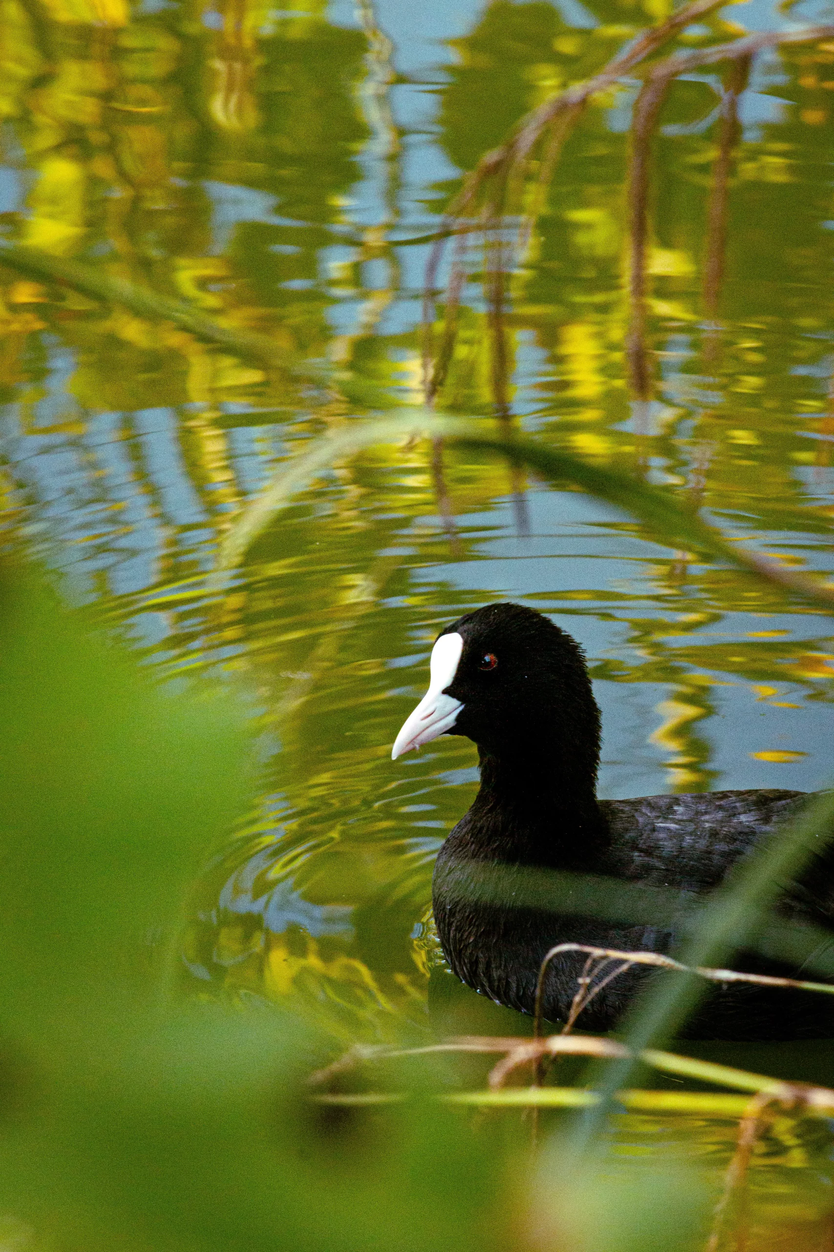 Photographie d'une petite poule d'eau sur un lac.