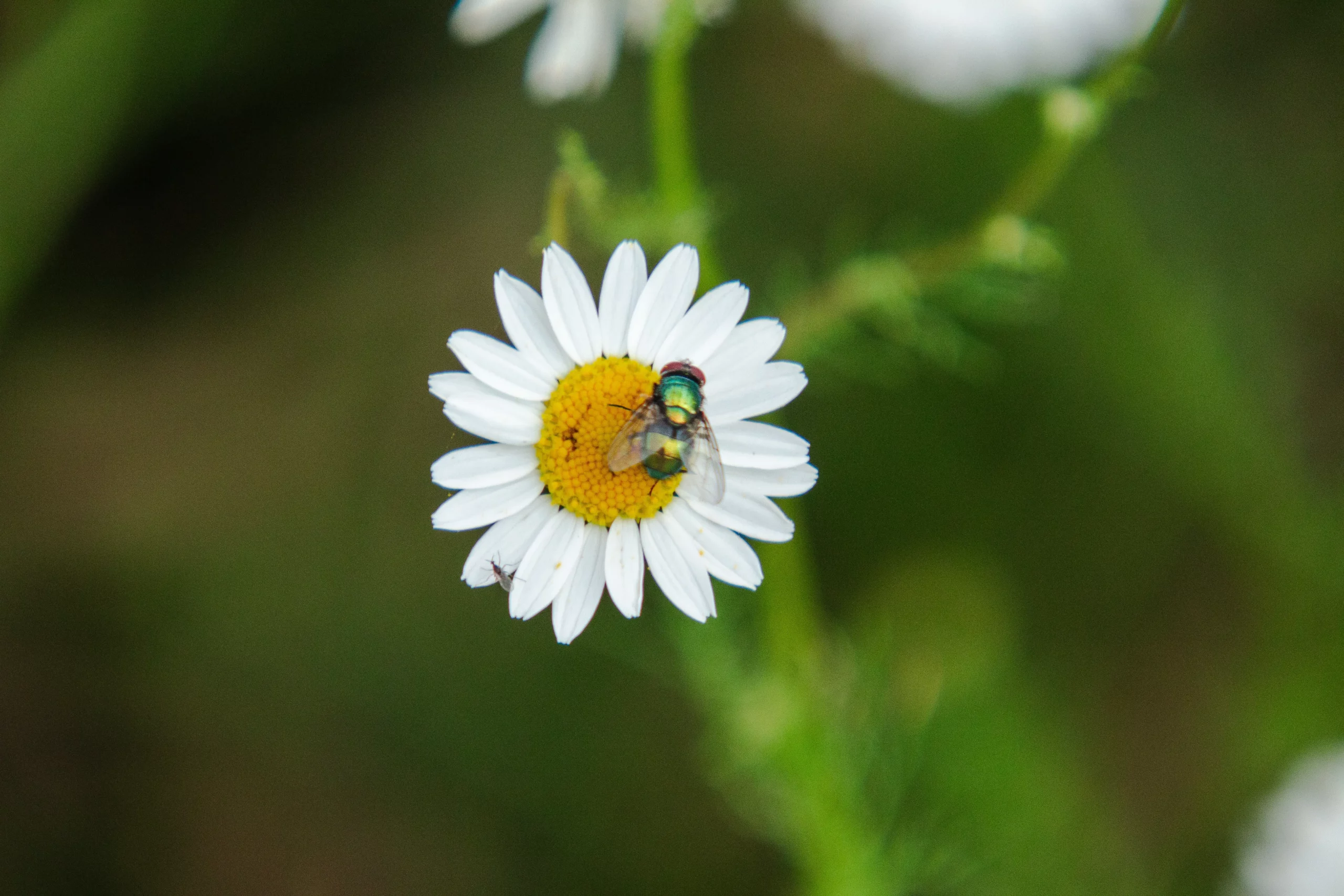Photographie d'une mouche verte posée sur une fleur perce-neige.