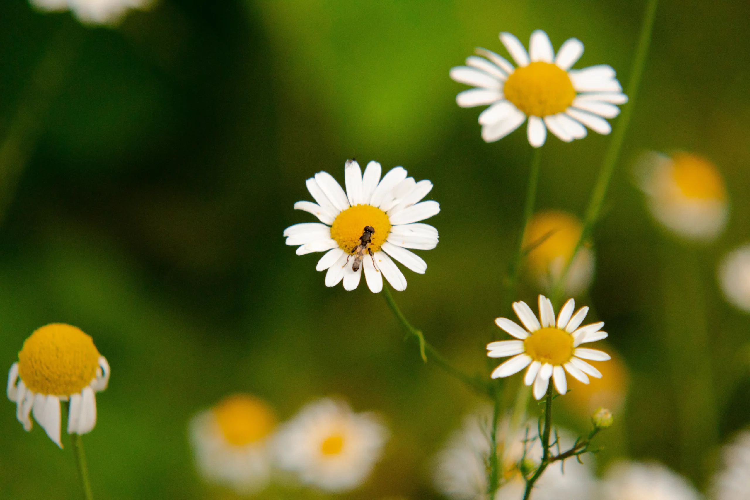 Photographie d'un moucheron posé sur une fleur perce-neige.